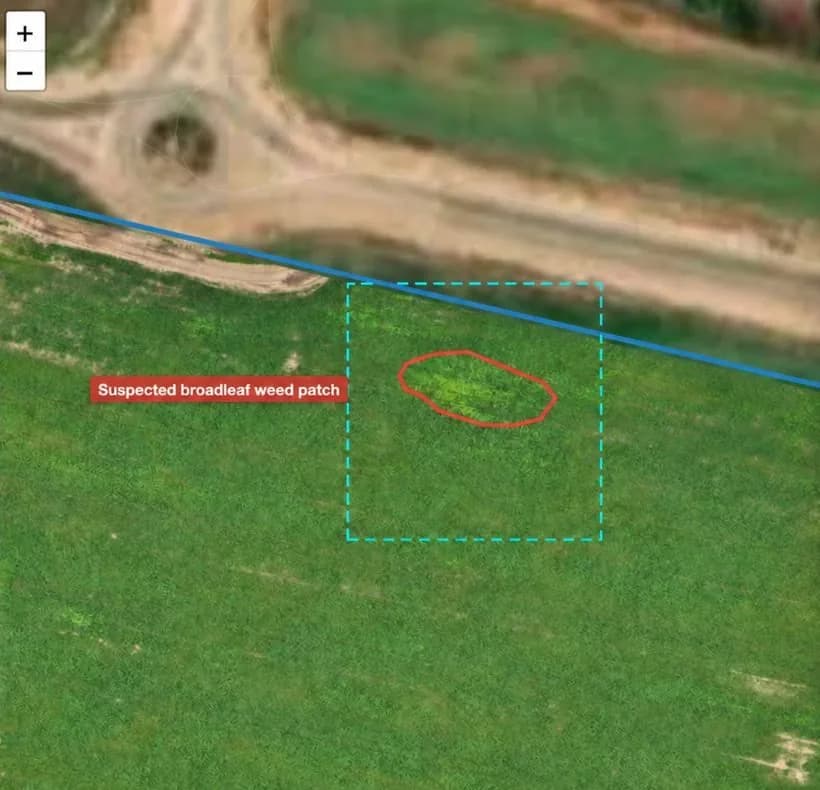 Wheat field with a suspected broadleaf weed patch outlined in red and a dashed selection box around it