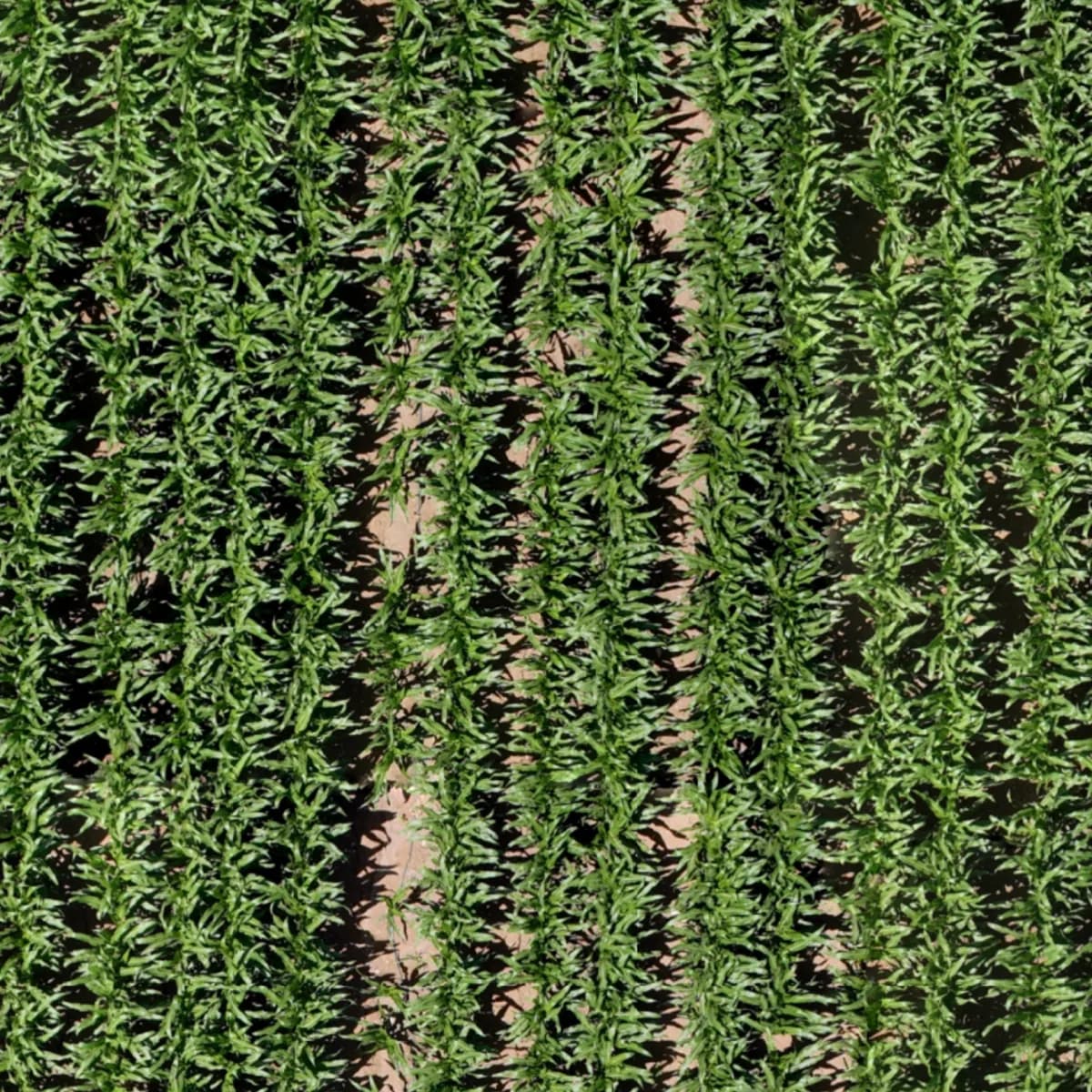 Close aerial view of crop rows in a scanned field