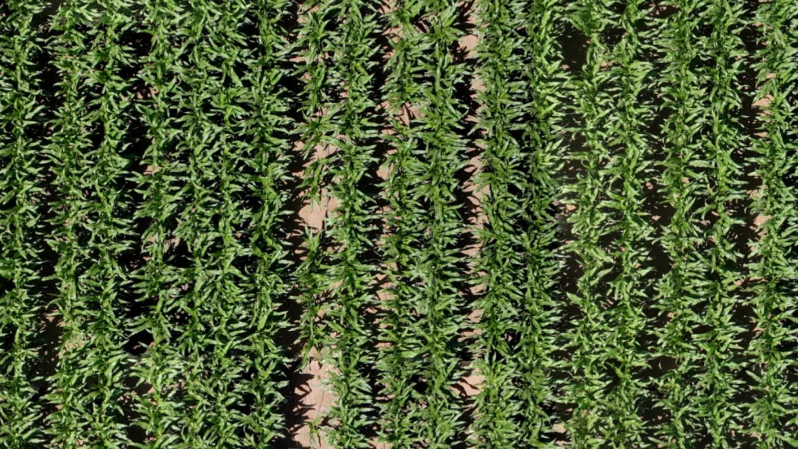 Drone map of crop rows in a field, seen from directly above.